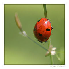 photo "***"