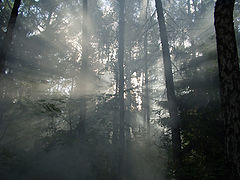 фото "луч"