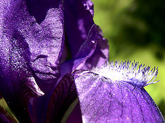 photo "###"
