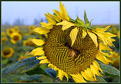 photo "Sunflower"