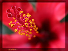 фото "red and yellow"