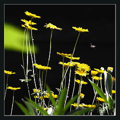 photo "***"