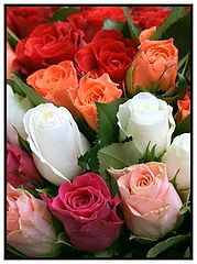 photo "Flowers"