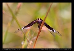 фото "Flying Dragonfly"