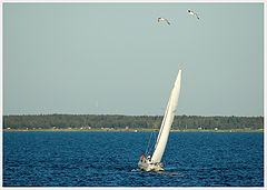photo "Sailing boat and sea-gulls"
