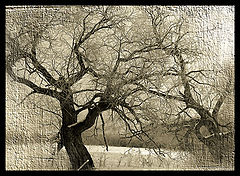 photo "***"