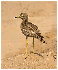 photo "Stone-curlew"