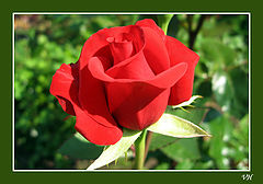 photo "La rosa"
