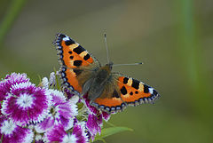 фото "Butterfly"