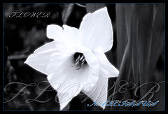 photo "Narcissus"