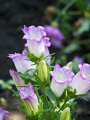 photo "***"