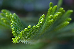 photo "green"
