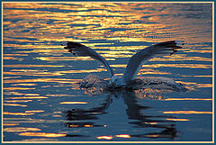 photo "Golden reflection and the sea-gull"