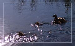 photo "Bathing in the silver river"