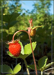 photo "R-G-B :-)"