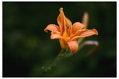 photo "Be Gentle to Her!"