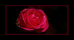 photo "rose"