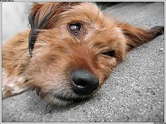 photo "Dog tired"