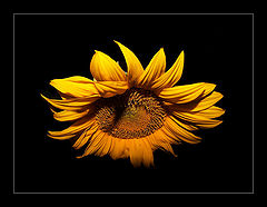 photo "The sun comes anywhere"