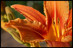 photo "***"