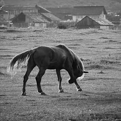 фото "unicorn"