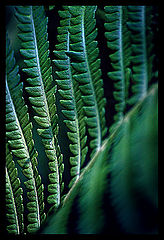 photo "***"