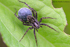 фото "Spider"