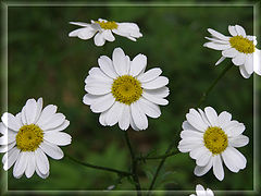 photo "***"