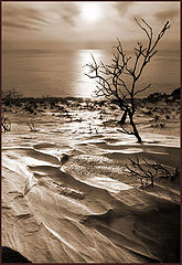 photo "***"