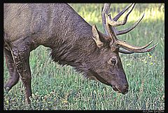 photo "Bull Elk in Rocky Mountain National Park"