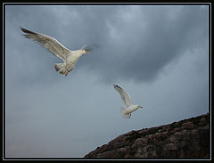 photo "Together"
