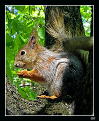 photo "I have dinner!!!"