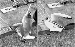 photo "Wings"