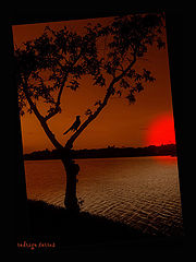 фото "blackbird sunset"