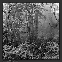 photo "Forest is a state of mind #1"