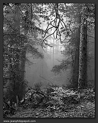 photo "Forest is a state of mind #2"