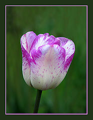 photo "Call of Spring"