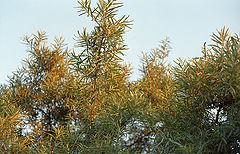 photo "Облепиха"