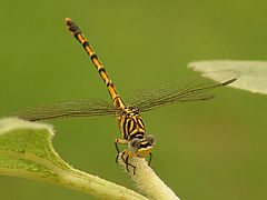 photo "Cute Dragon"