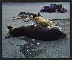 photo "The Dog Life..."