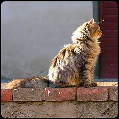 фото "cat"