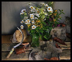 photo "Camomiles"