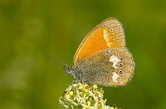 photo "Coenonympha glycerion"