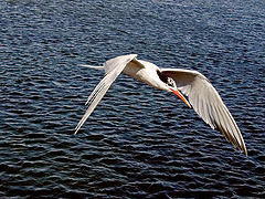 фото "Flight of an Arctic Tern"
