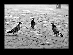 photo "if it is necessary to choose"