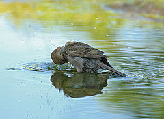 photo "Little bather"