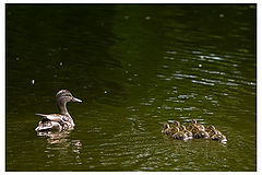photo "Lesson no.1- Stickin' Together"