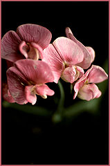 photo "***"