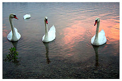 photo "***"