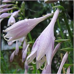 фото "Rain"
